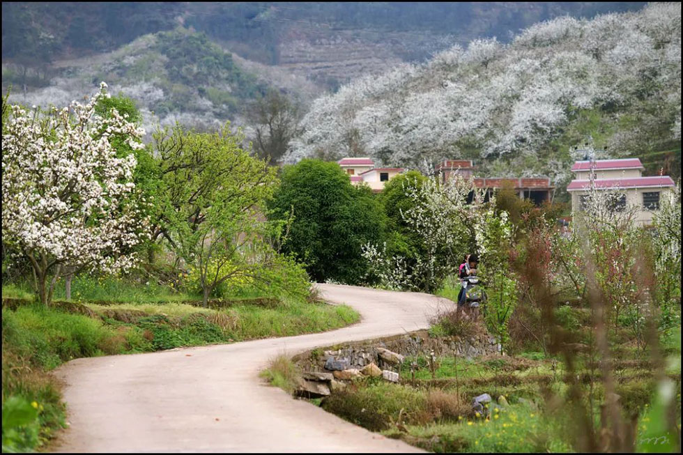 【春天，广西桂林灌阳县向您发出邀请！】我们在灌阳看梨花 - 游山玩水 - 乌鲁木齐生活社区 - 乌鲁木齐28生活网 xj.28life.com