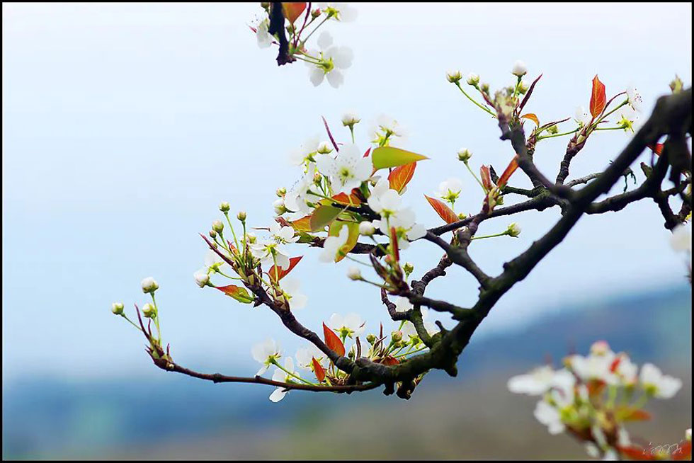 【春天，广西桂林灌阳县向您发出邀请！】我们在灌阳看梨花 - 游山玩水 - 乌鲁木齐生活社区 - 乌鲁木齐28生活网 xj.28life.com