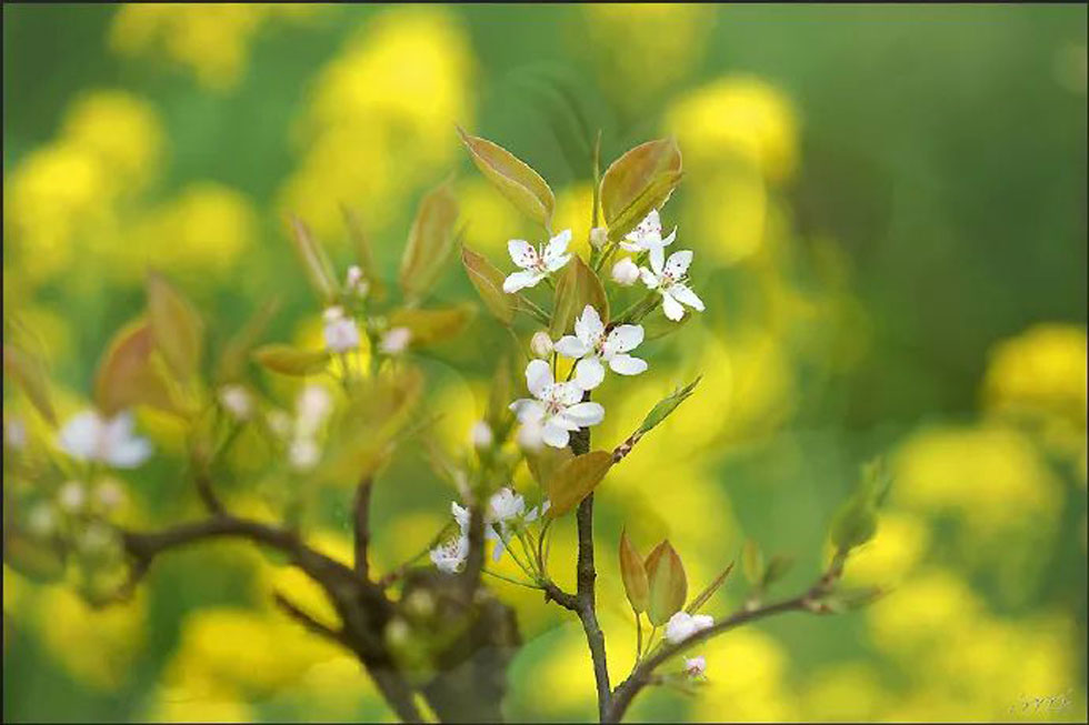【春天，广西桂林灌阳县向您发出邀请！】我们在灌阳看梨花 - 游山玩水 - 乌鲁木齐生活社区 - 乌鲁木齐28生活网 xj.28life.com