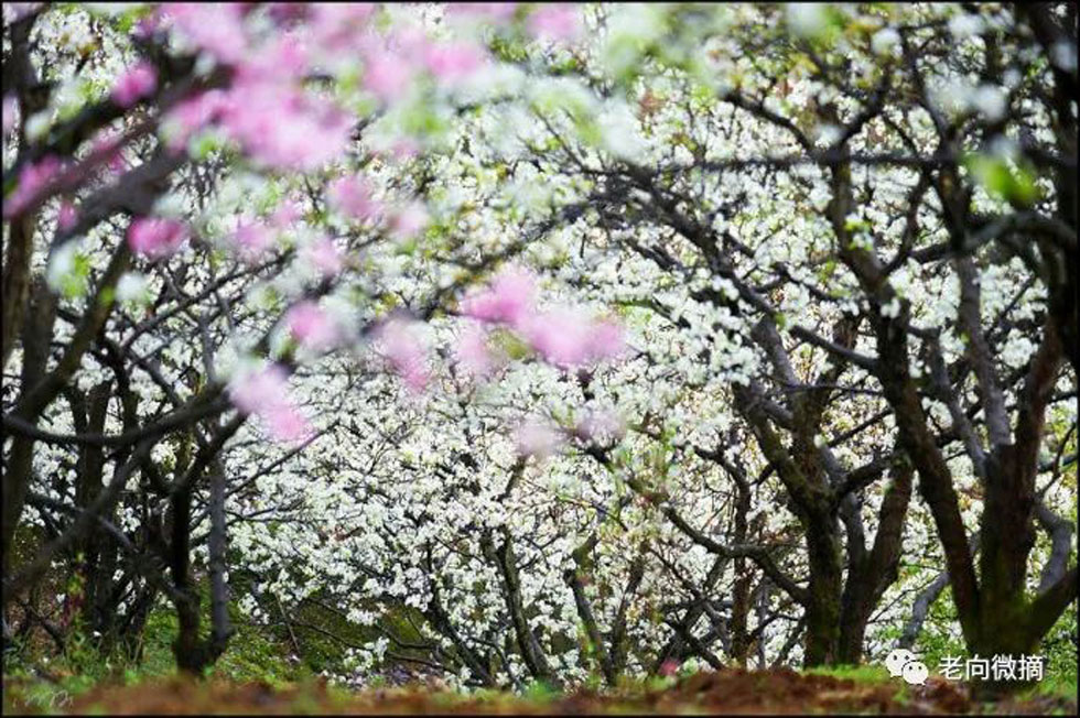 【春天，广西桂林灌阳县向您发出邀请！】我们在灌阳看梨花 - 游山玩水 - 乌鲁木齐生活社区 - 乌鲁木齐28生活网 xj.28life.com