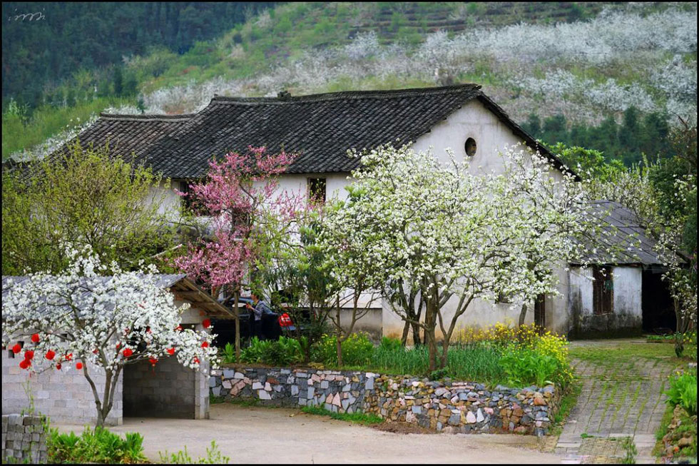 【春天，广西桂林灌阳县向您发出邀请！】我们在灌阳看梨花 - 游山玩水 - 乌鲁木齐生活社区 - 乌鲁木齐28生活网 xj.28life.com