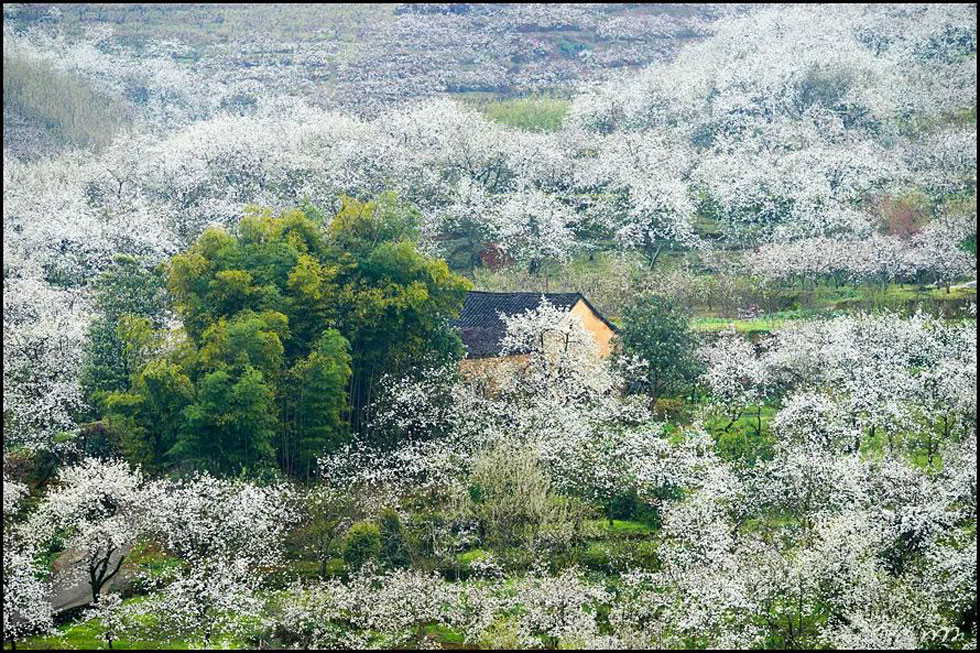 【春天，广西桂林灌阳县向您发出邀请！】我们在灌阳看梨花 - 游山玩水 - 乌鲁木齐生活社区 - 乌鲁木齐28生活网 xj.28life.com