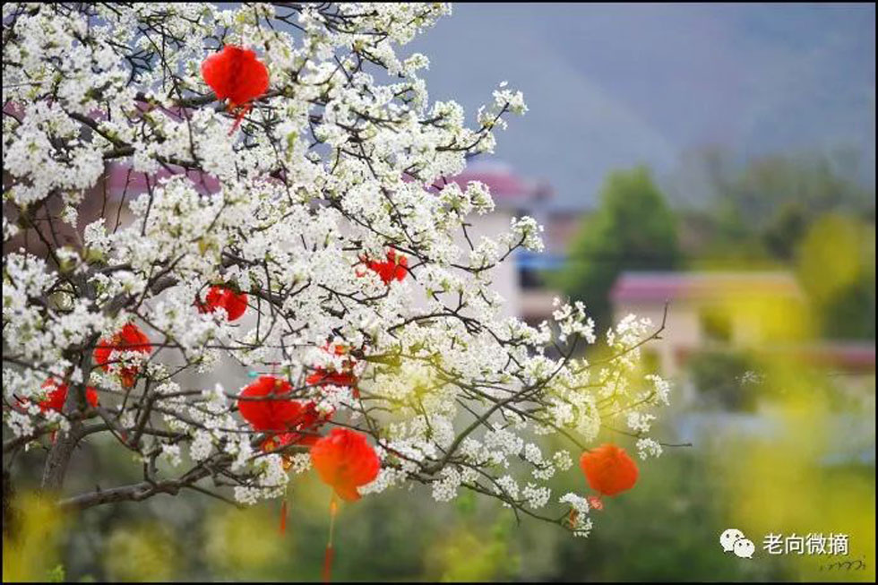 【春天，广西桂林灌阳县向您发出邀请！】我们在灌阳看梨花 - 游山玩水 - 乌鲁木齐生活社区 - 乌鲁木齐28生活网 xj.28life.com