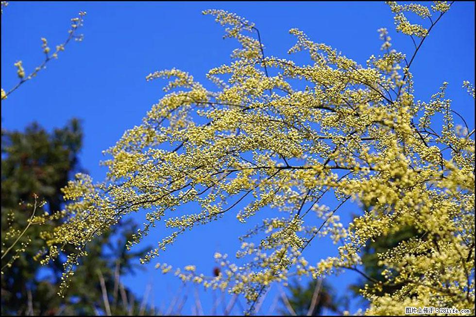 【春天，广西桂林灌阳县向您发出邀请！】米珠山前有片山苍子花在飘香 - 游山玩水 - 乌鲁木齐生活社区 - 乌鲁木齐28生活网 xj.28life.com