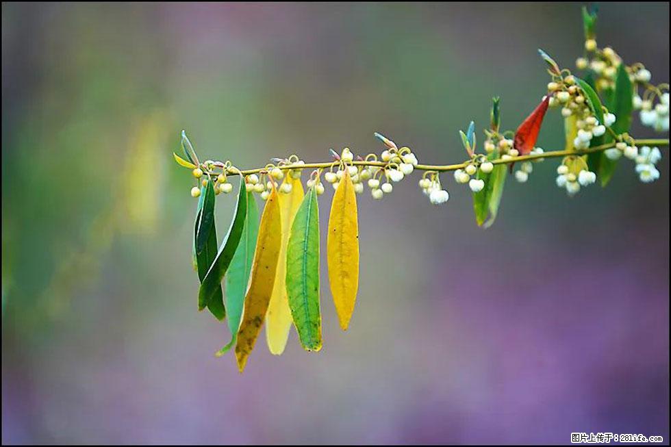 【春天，广西桂林灌阳县向您发出邀请！】米珠山前有片山苍子花在飘香 - 游山玩水 - 乌鲁木齐生活社区 - 乌鲁木齐28生活网 xj.28life.com