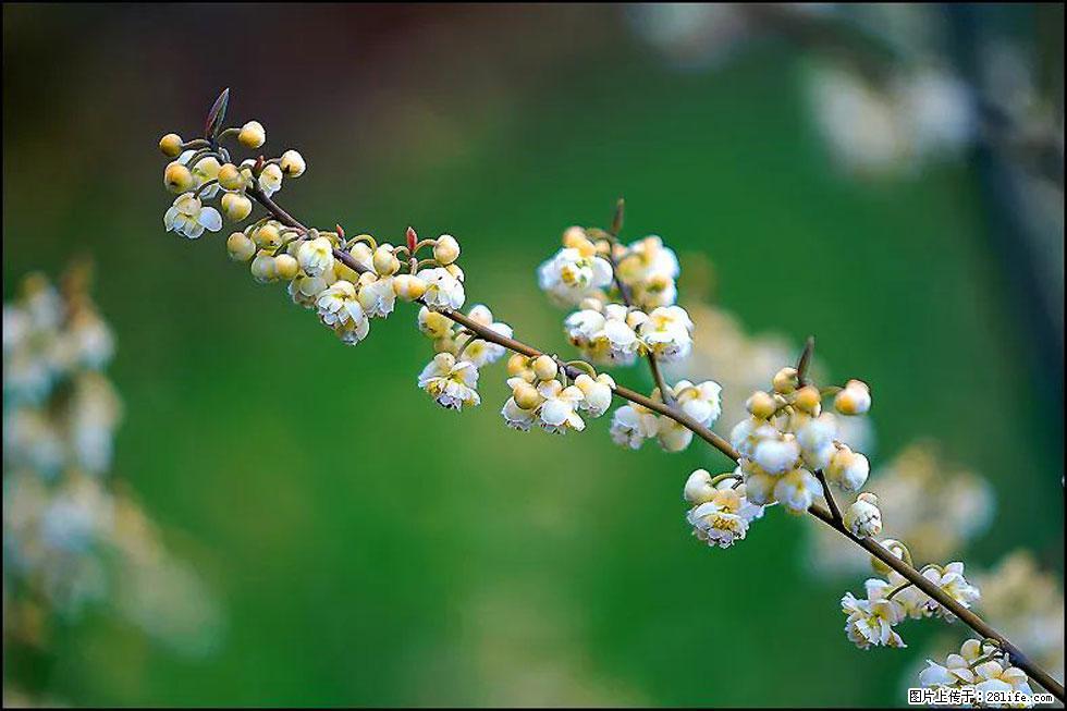 【春天，广西桂林灌阳县向您发出邀请！】米珠山前有片山苍子花在飘香 - 游山玩水 - 乌鲁木齐生活社区 - 乌鲁木齐28生活网 xj.28life.com
