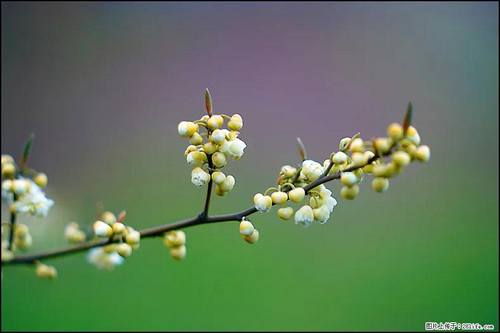 【春天，广西桂林灌阳县向您发出邀请！】米珠山前有片山苍子花在飘香 - 游山玩水 - 乌鲁木齐生活社区 - 乌鲁木齐28生活网 xj.28life.com