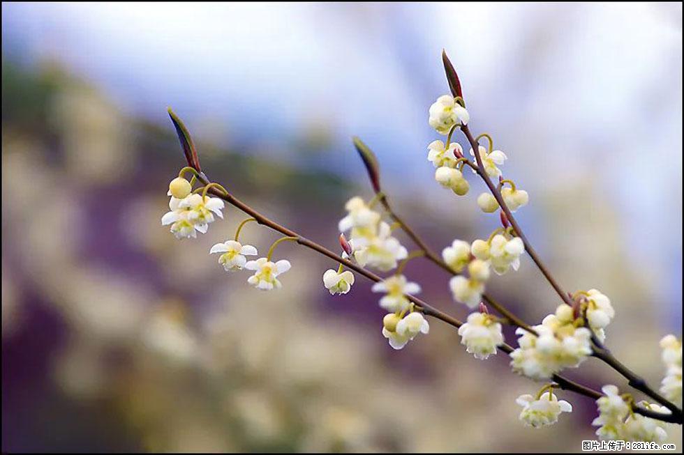 【春天，广西桂林灌阳县向您发出邀请！】米珠山前有片山苍子花在飘香 - 游山玩水 - 乌鲁木齐生活社区 - 乌鲁木齐28生活网 xj.28life.com
