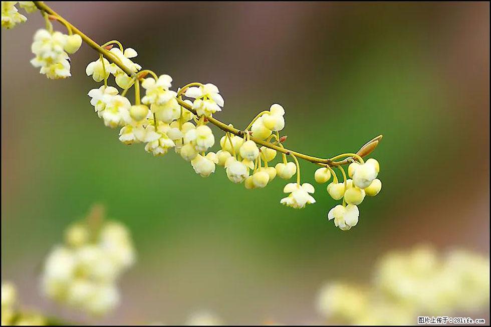 【春天，广西桂林灌阳县向您发出邀请！】米珠山前有片山苍子花在飘香 - 游山玩水 - 乌鲁木齐生活社区 - 乌鲁木齐28生活网 xj.28life.com