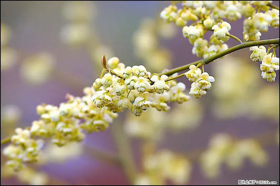【春天，广西桂林灌阳县向您发出邀请！】米珠山前有片山苍子花在飘香 - 游山玩水 - 乌鲁木齐生活社区 - 乌鲁木齐28生活网 xj.28life.com