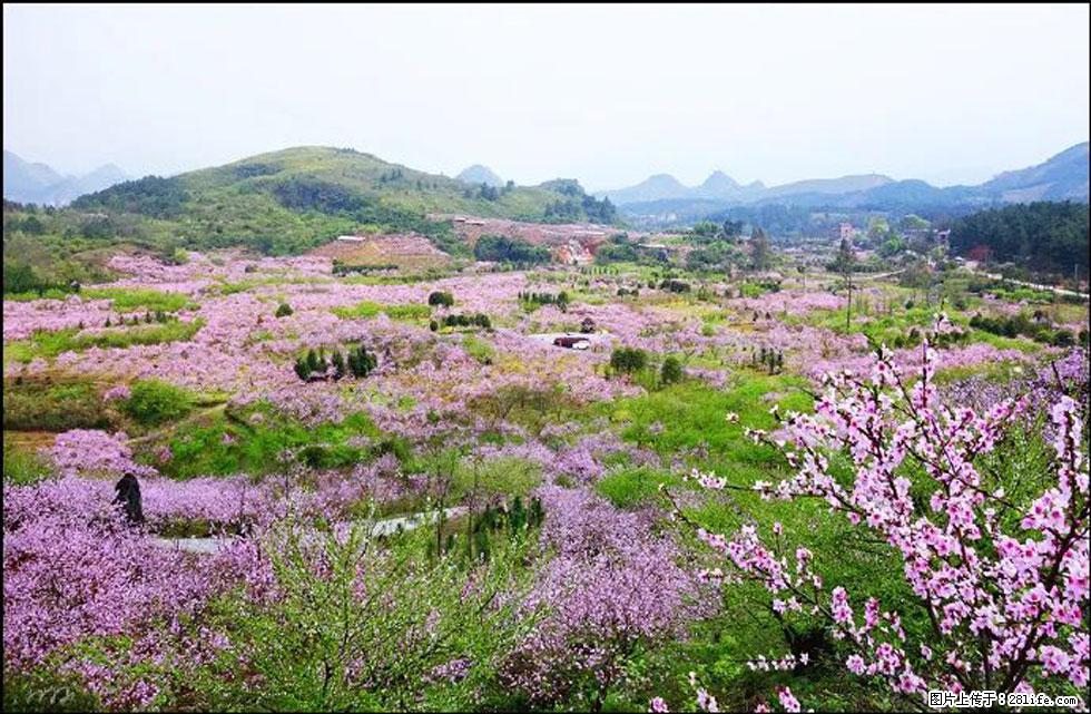 【春天，广西桂林灌阳县向您发出邀请！】官庄村有个醉美的桃花园 - 游山玩水 - 乌鲁木齐生活社区 - 乌鲁木齐28生活网 xj.28life.com