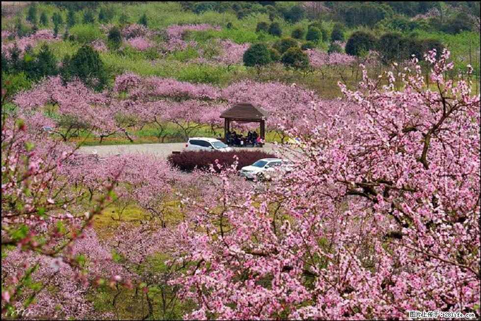 【春天，广西桂林灌阳县向您发出邀请！】官庄村有个醉美的桃花园 - 游山玩水 - 乌鲁木齐生活社区 - 乌鲁木齐28生活网 xj.28life.com
