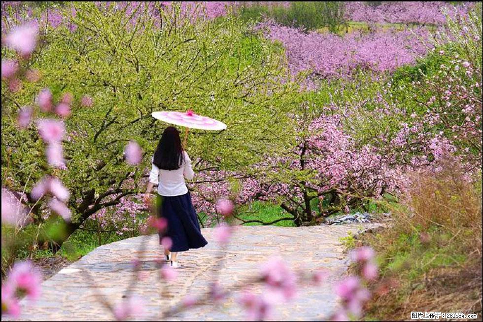 【春天，广西桂林灌阳县向您发出邀请！】官庄村有个醉美的桃花园 - 游山玩水 - 乌鲁木齐生活社区 - 乌鲁木齐28生活网 xj.28life.com