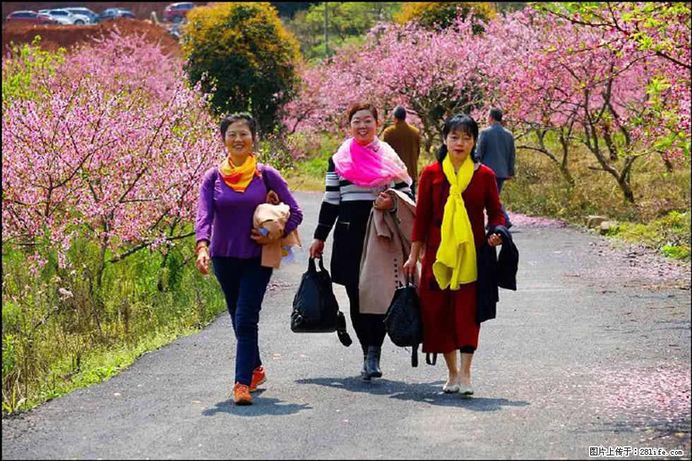 【春天，广西桂林灌阳县向您发出邀请！】官庄村有个醉美的桃花园 - 游山玩水 - 乌鲁木齐生活社区 - 乌鲁木齐28生活网 xj.28life.com