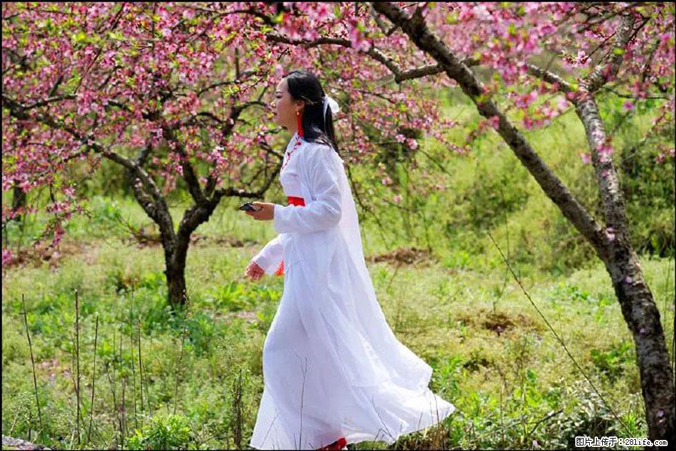 【春天，广西桂林灌阳县向您发出邀请！】官庄村有个醉美的桃花园 - 游山玩水 - 乌鲁木齐生活社区 - 乌鲁木齐28生活网 xj.28life.com