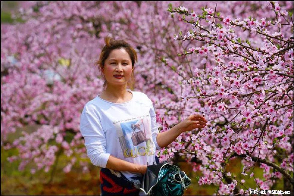 【春天，广西桂林灌阳县向您发出邀请！】官庄村有个醉美的桃花园 - 游山玩水 - 乌鲁木齐生活社区 - 乌鲁木齐28生活网 xj.28life.com