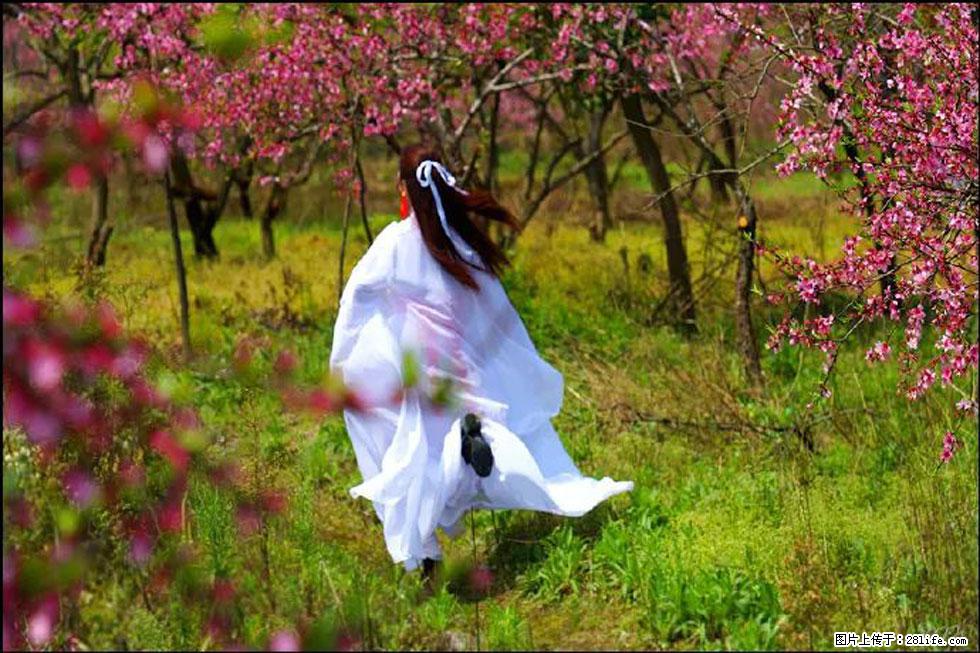 【春天，广西桂林灌阳县向您发出邀请！】官庄村有个醉美的桃花园 - 游山玩水 - 乌鲁木齐生活社区 - 乌鲁木齐28生活网 xj.28life.com