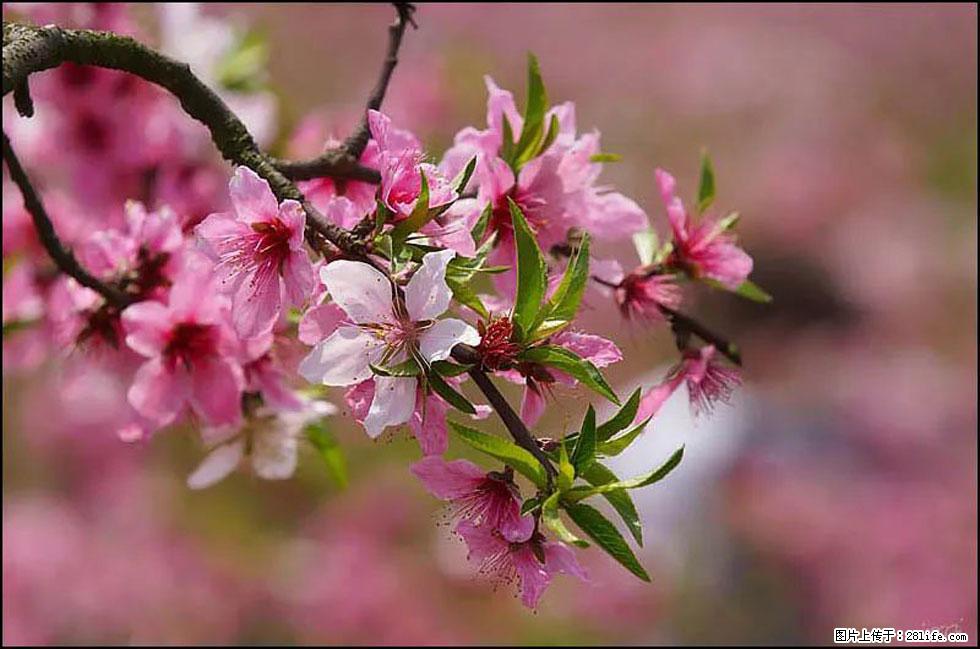 【春天，广西桂林灌阳县向您发出邀请！】官庄村有个醉美的桃花园 - 游山玩水 - 乌鲁木齐生活社区 - 乌鲁木齐28生活网 xj.28life.com