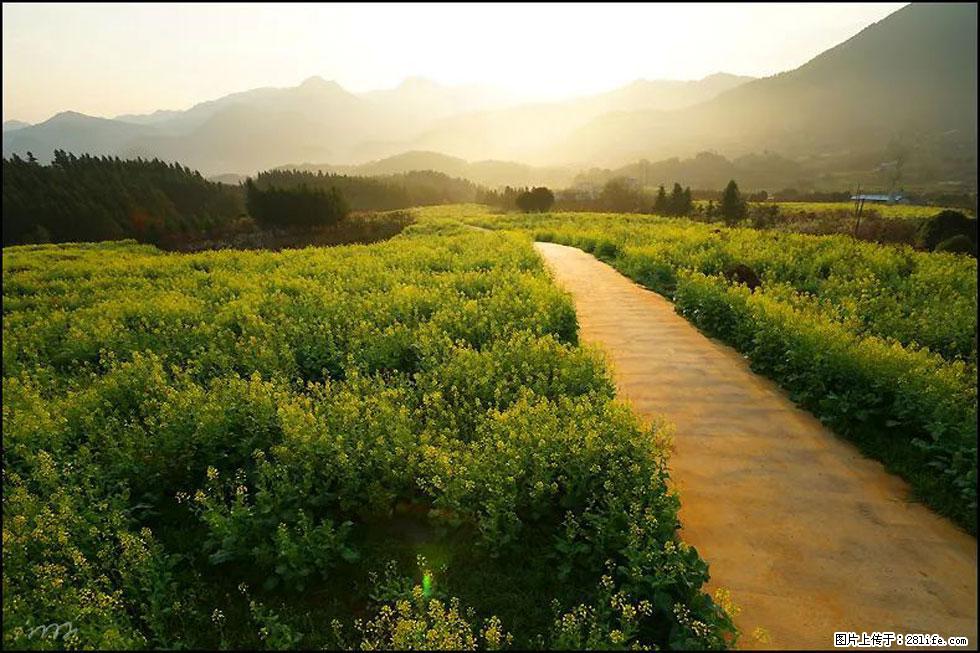 【春天，广西桂林灌阳县向您发出邀请！】长坪村油菜盛情花开 - 游山玩水 - 乌鲁木齐生活社区 - 乌鲁木齐28生活网 xj.28life.com