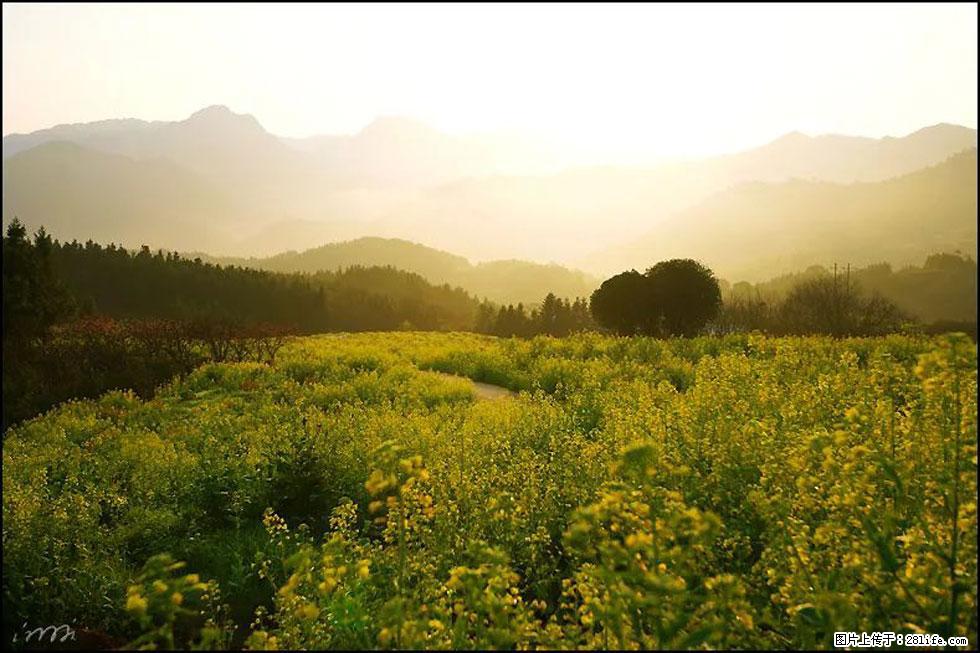 【春天，广西桂林灌阳县向您发出邀请！】长坪村油菜盛情花开 - 游山玩水 - 乌鲁木齐生活社区 - 乌鲁木齐28生活网 xj.28life.com