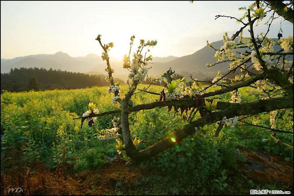 【春天，广西桂林灌阳县向您发出邀请！】长坪村油菜盛情花开 - 游山玩水 - 乌鲁木齐生活社区 - 乌鲁木齐28生活网 xj.28life.com