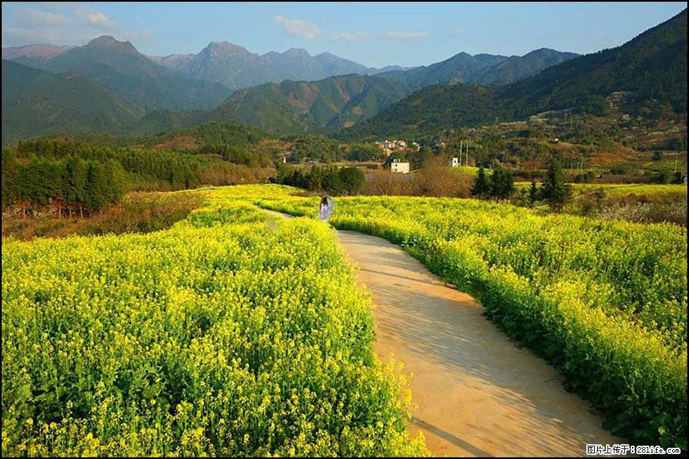 【春天，广西桂林灌阳县向您发出邀请！】长坪村油菜盛情花开 - 游山玩水 - 乌鲁木齐生活社区 - 乌鲁木齐28生活网 xj.28life.com