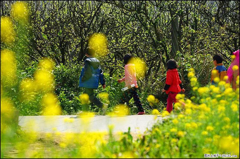 【春天，广西桂林灌阳县向您发出邀请！】长坪村油菜盛情花开 - 游山玩水 - 乌鲁木齐生活社区 - 乌鲁木齐28生活网 xj.28life.com