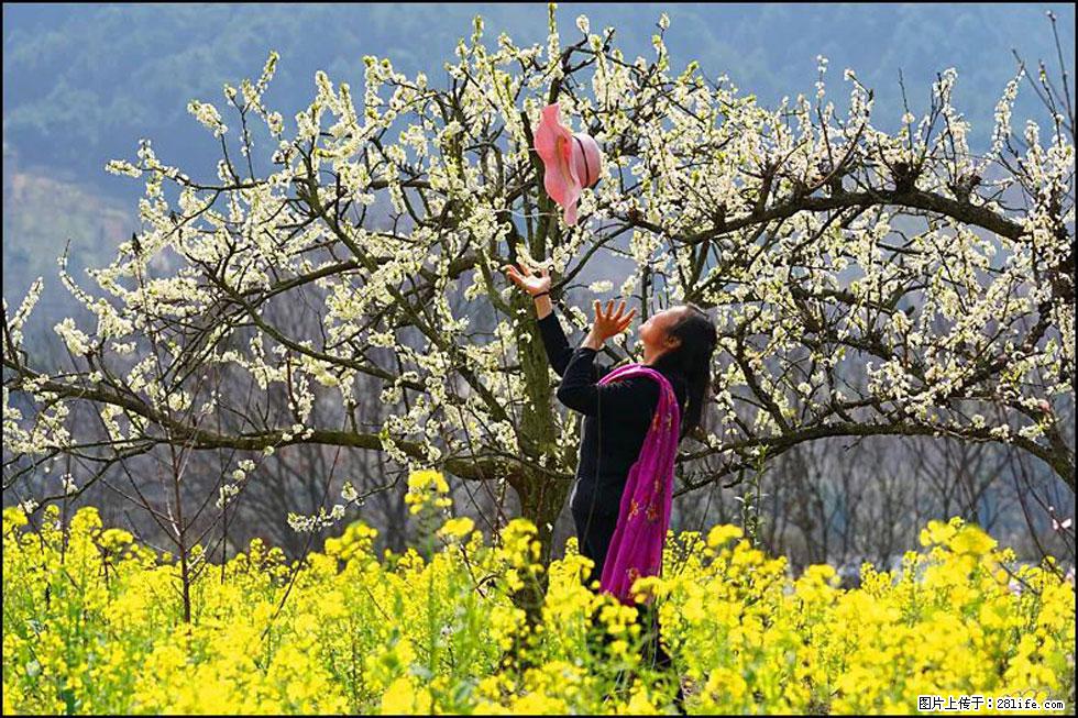 【春天，广西桂林灌阳县向您发出邀请！】长坪村油菜盛情花开 - 游山玩水 - 乌鲁木齐生活社区 - 乌鲁木齐28生活网 xj.28life.com