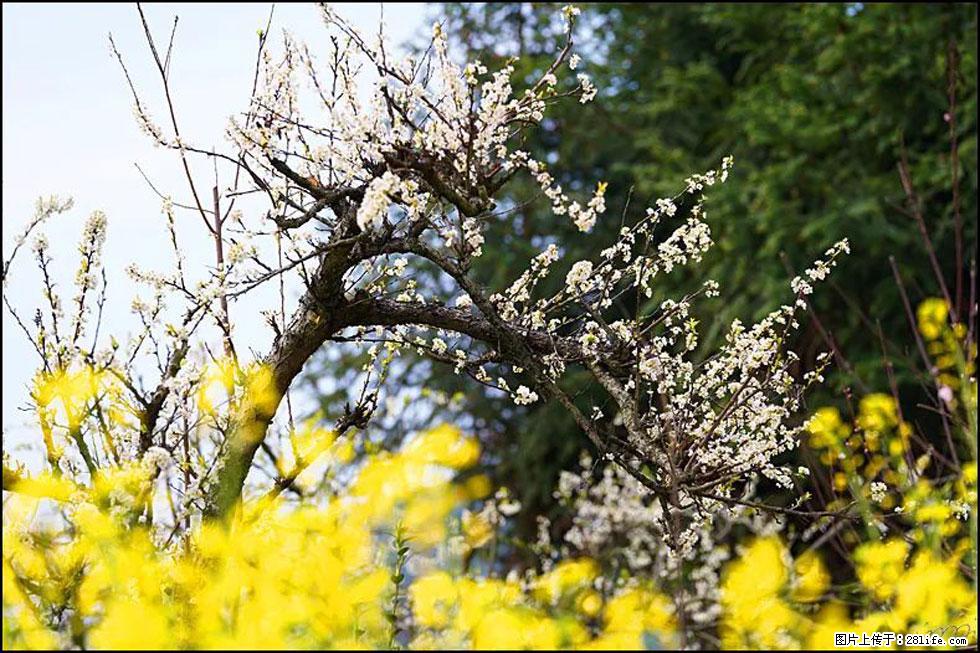 【春天，广西桂林灌阳县向您发出邀请！】长坪村油菜盛情花开 - 游山玩水 - 乌鲁木齐生活社区 - 乌鲁木齐28生活网 xj.28life.com