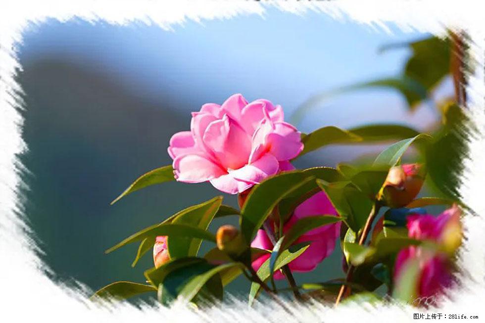 【春天,广西桂林灌阳县向您发出邀请!】杨柳井茶花惹人爱 - 游山玩水 - 乌鲁木齐生活社区 - 乌鲁木齐28生活网 xj.28life.com