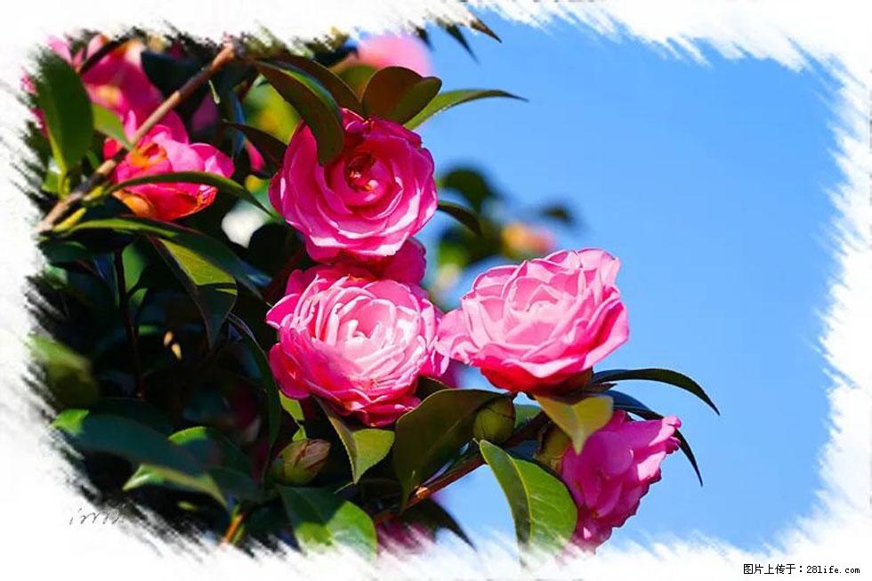 【春天,广西桂林灌阳县向您发出邀请!】杨柳井茶花惹人爱 - 游山玩水 - 乌鲁木齐生活社区 - 乌鲁木齐28生活网 xj.28life.com