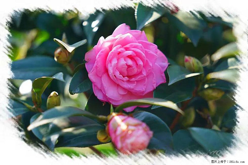 【春天,广西桂林灌阳县向您发出邀请!】杨柳井茶花惹人爱 - 游山玩水 - 乌鲁木齐生活社区 - 乌鲁木齐28生活网 xj.28life.com