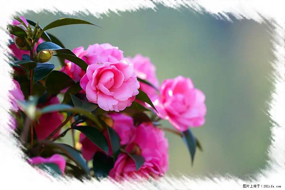 【春天,广西桂林灌阳县向您发出邀请!】杨柳井茶花惹人爱 - 游山玩水 - 乌鲁木齐生活社区 - 乌鲁木齐28生活网 xj.28life.com