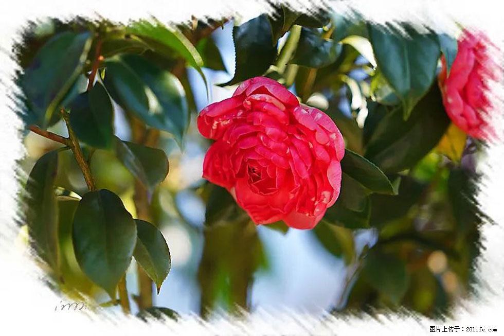 【春天,广西桂林灌阳县向您发出邀请!】杨柳井茶花惹人爱 - 游山玩水 - 乌鲁木齐生活社区 - 乌鲁木齐28生活网 xj.28life.com