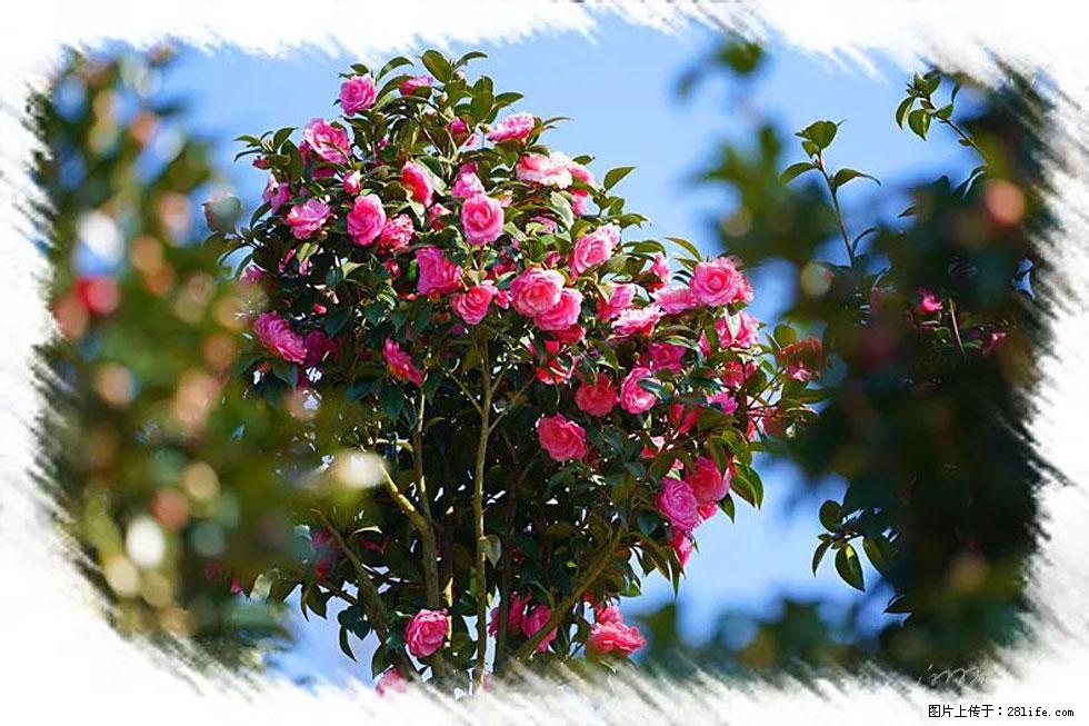 【春天,广西桂林灌阳县向您发出邀请!】杨柳井茶花惹人爱 - 游山玩水 - 乌鲁木齐生活社区 - 乌鲁木齐28生活网 xj.28life.com