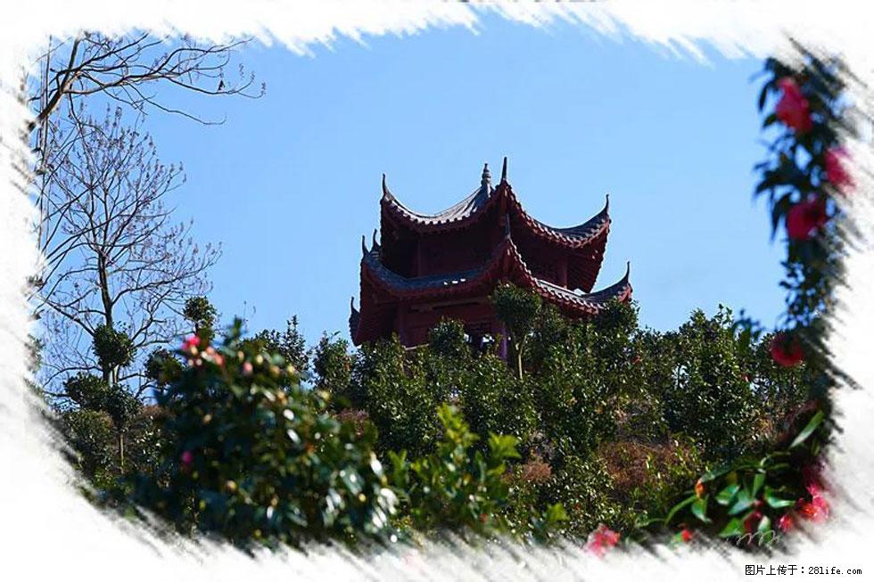 【春天,广西桂林灌阳县向您发出邀请!】杨柳井茶花惹人爱 - 游山玩水 - 乌鲁木齐生活社区 - 乌鲁木齐28生活网 xj.28life.com