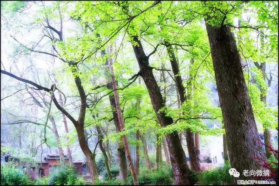 【春天，广西桂林灌阳县向您发出邀请！】在小龙村与春天约会 - 游山玩水 - 乌鲁木齐生活社区 - 乌鲁木齐28生活网 xj.28life.com