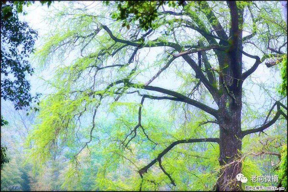 【春天，广西桂林灌阳县向您发出邀请！】在小龙村与春天约会 - 游山玩水 - 乌鲁木齐生活社区 - 乌鲁木齐28生活网 xj.28life.com