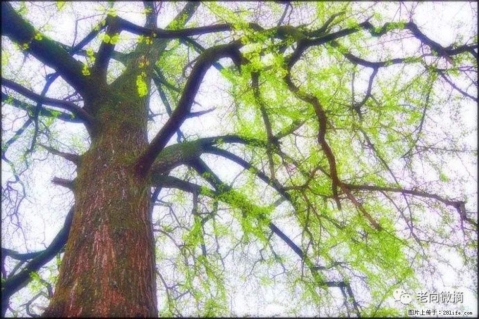 【春天，广西桂林灌阳县向您发出邀请！】在小龙村与春天约会 - 游山玩水 - 乌鲁木齐生活社区 - 乌鲁木齐28生活网 xj.28life.com