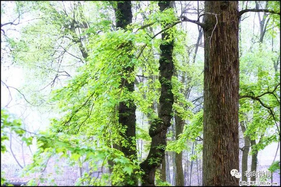 【春天，广西桂林灌阳县向您发出邀请！】在小龙村与春天约会 - 游山玩水 - 乌鲁木齐生活社区 - 乌鲁木齐28生活网 xj.28life.com