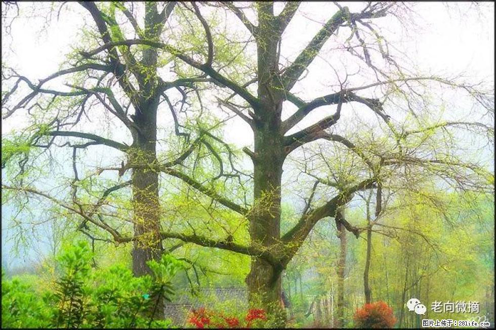 【春天，广西桂林灌阳县向您发出邀请！】在小龙村与春天约会 - 游山玩水 - 乌鲁木齐生活社区 - 乌鲁木齐28生活网 xj.28life.com