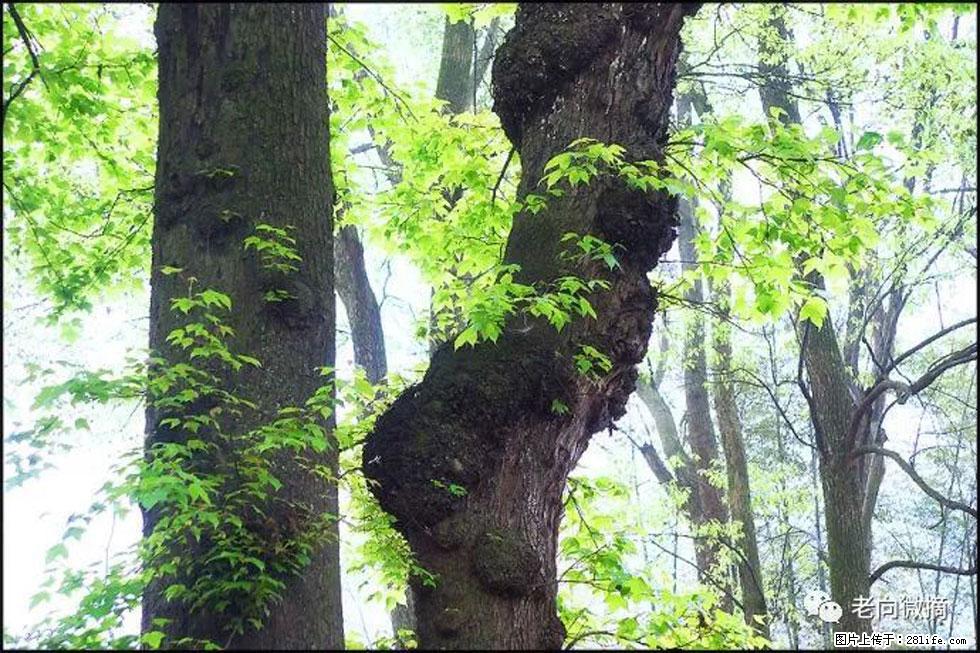 【春天，广西桂林灌阳县向您发出邀请！】在小龙村与春天约会 - 游山玩水 - 乌鲁木齐生活社区 - 乌鲁木齐28生活网 xj.28life.com