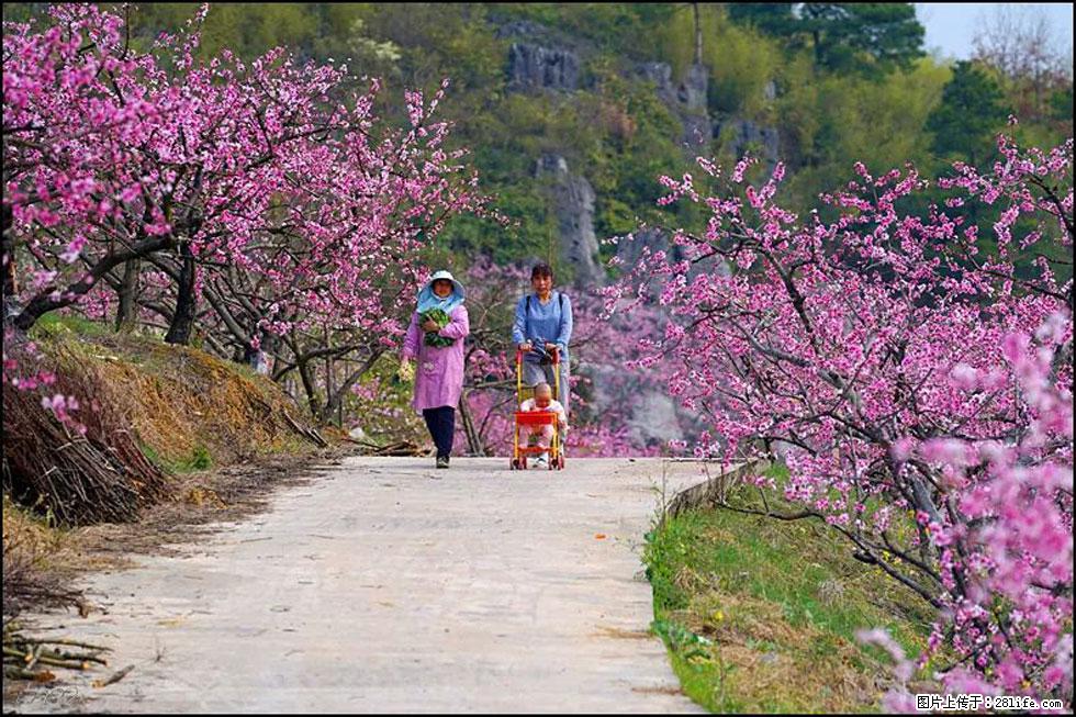 【春天,广西桂林灌阳县向您发出邀请!】望月岭上桃花开 - 游山玩水 - 乌鲁木齐生活社区 - 乌鲁木齐28生活网 xj.28life.com