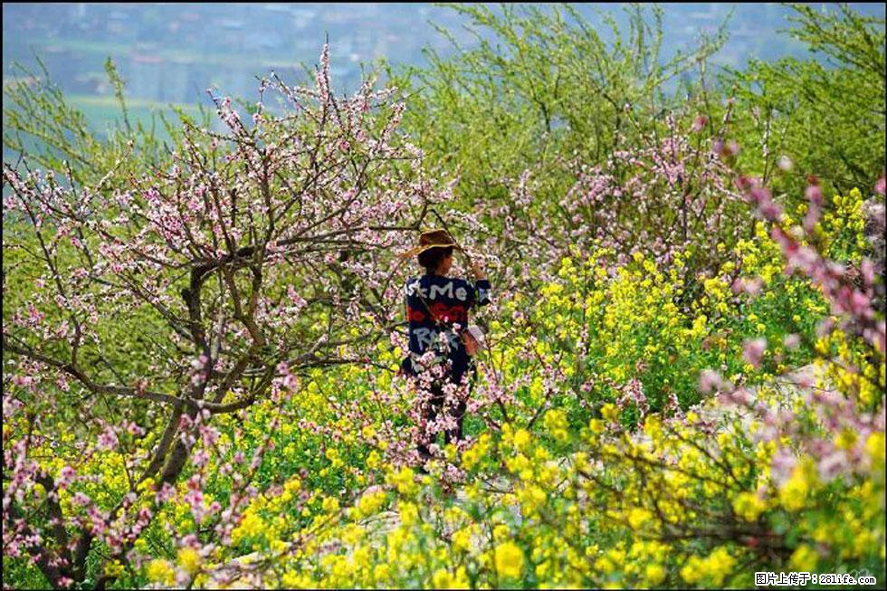 【春天,广西桂林灌阳县向您发出邀请!】望月岭上桃花开 - 游山玩水 - 乌鲁木齐生活社区 - 乌鲁木齐28生活网 xj.28life.com