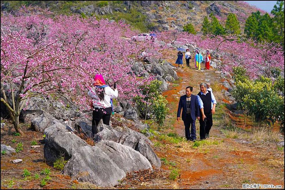 【春天,广西桂林灌阳县向您发出邀请!】望月岭上桃花开 - 游山玩水 - 乌鲁木齐生活社区 - 乌鲁木齐28生活网 xj.28life.com