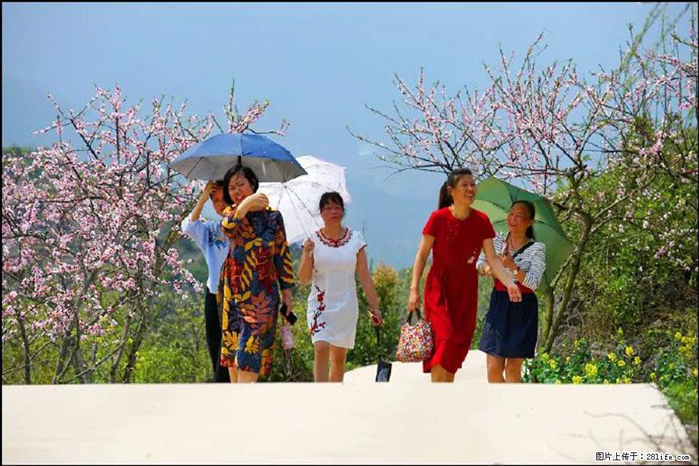 【春天,广西桂林灌阳县向您发出邀请!】望月岭上桃花开 - 游山玩水 - 乌鲁木齐生活社区 - 乌鲁木齐28生活网 xj.28life.com