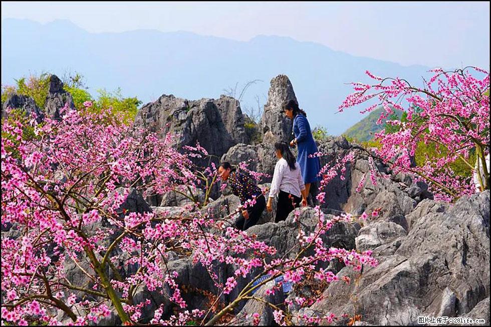 【春天,广西桂林灌阳县向您发出邀请!】望月岭上桃花开 - 游山玩水 - 乌鲁木齐生活社区 - 乌鲁木齐28生活网 xj.28life.com