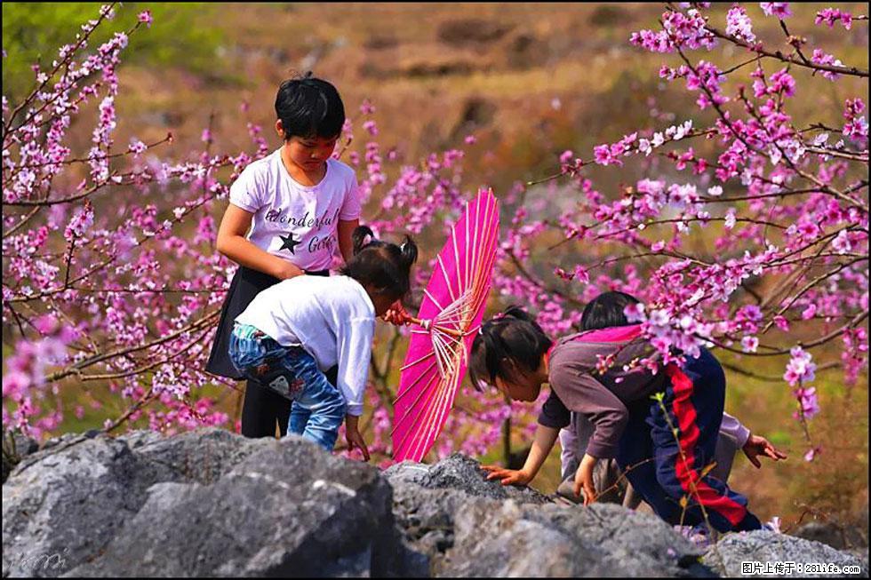 【春天,广西桂林灌阳县向您发出邀请!】望月岭上桃花开 - 游山玩水 - 乌鲁木齐生活社区 - 乌鲁木齐28生活网 xj.28life.com