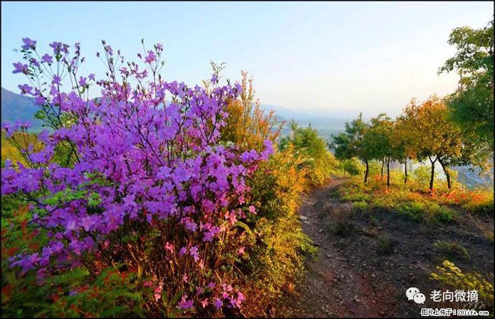 【春天,广西桂林灌阳县向您发出邀请!】登麒麟山,相约映山红 - 游山玩水 - 乌鲁木齐生活社区 - 乌鲁木齐28生活网 xj.28life.com