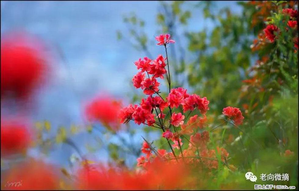 【春天,广西桂林灌阳县向您发出邀请!】登麒麟山,相约映山红 - 游山玩水 - 乌鲁木齐生活社区 - 乌鲁木齐28生活网 xj.28life.com